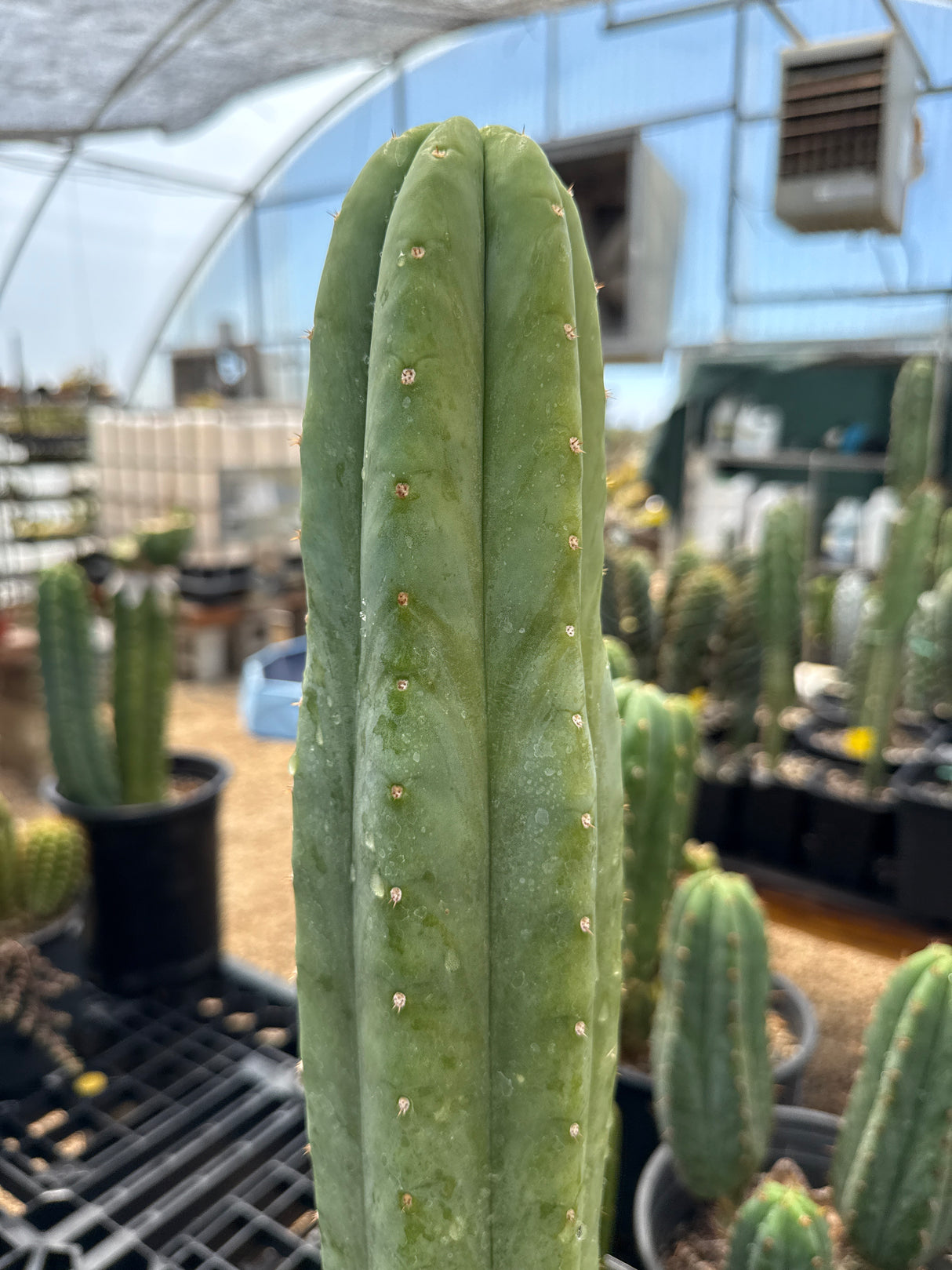 Sheridan (Cuttings)
