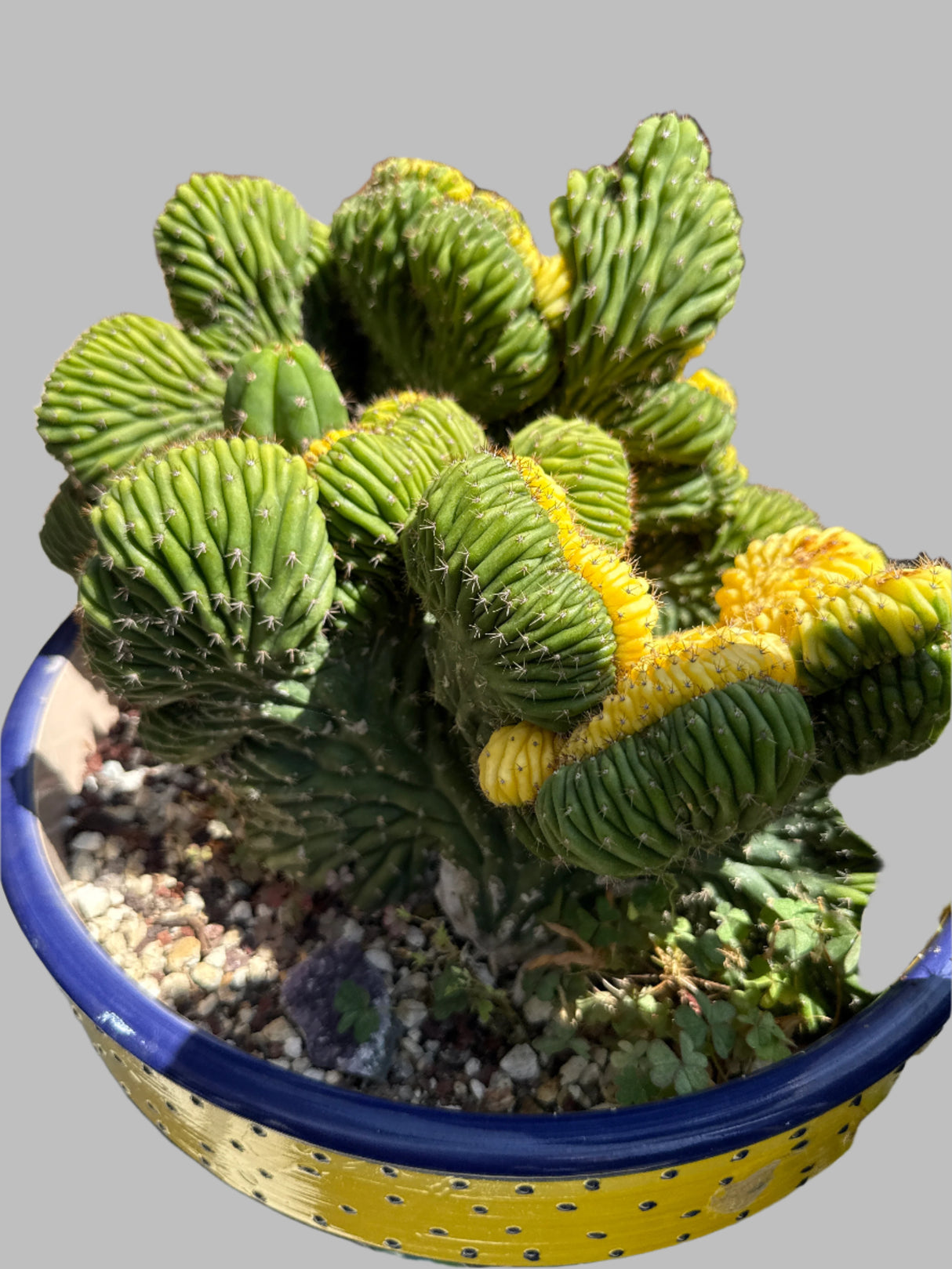 China Gold (Grafts)