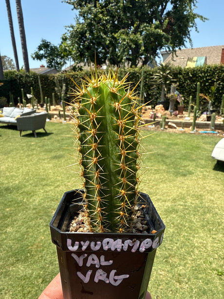 Uyupampensis x Val VRG (Yearlings)