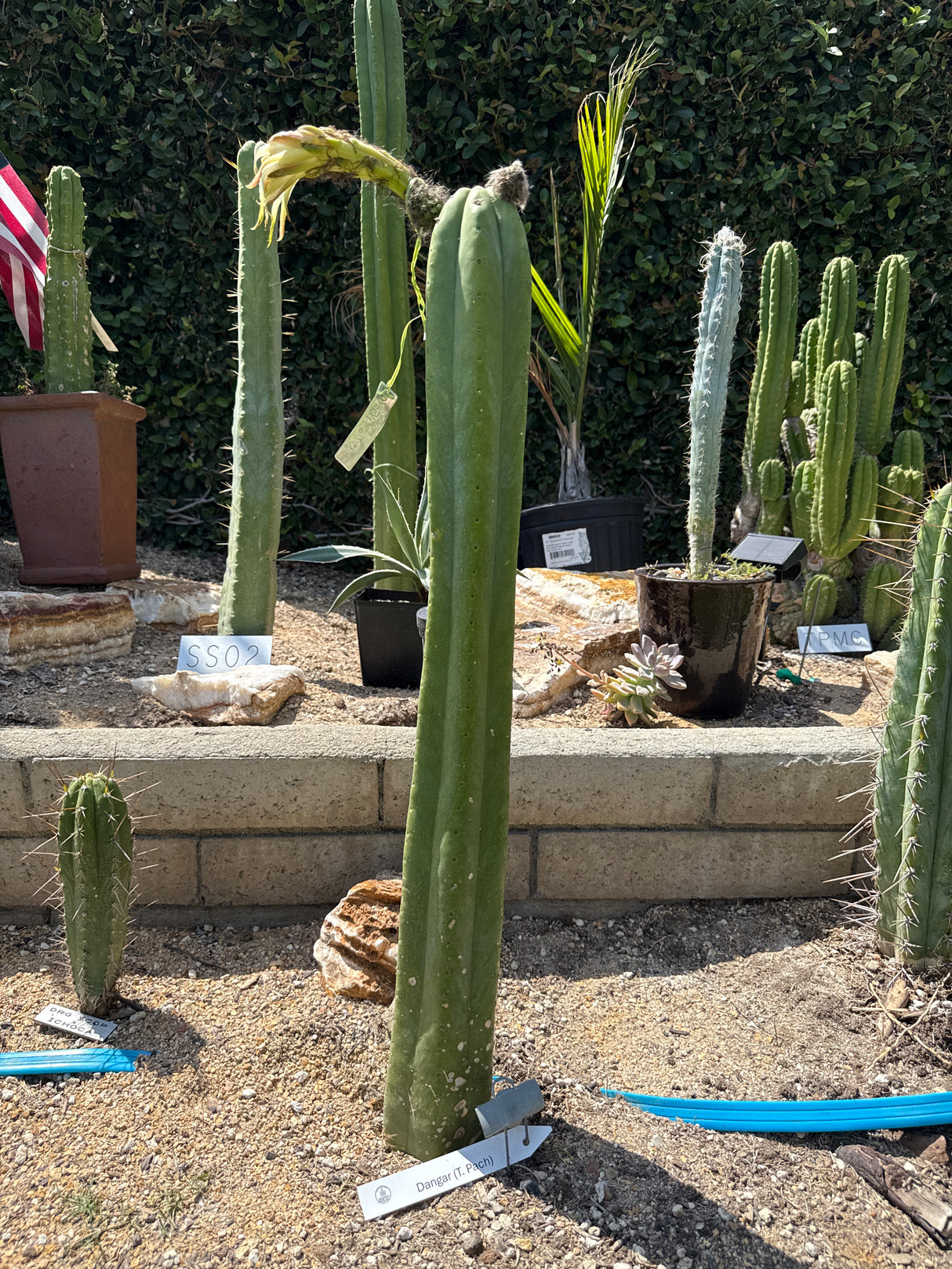 Dangar (Cuttings)