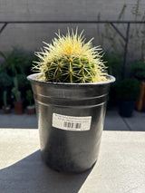 Barrel Cactus (Echinocactus Grusonii)