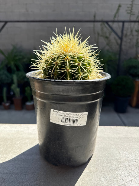 Barrel Cactus (Echinocactus Grusonii)