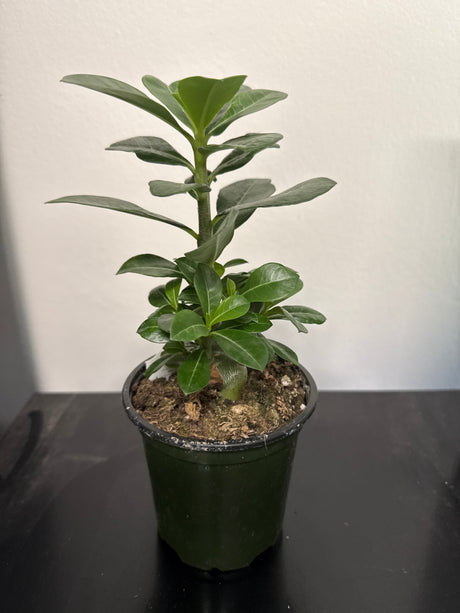 Adenium obesum – Desert Rose