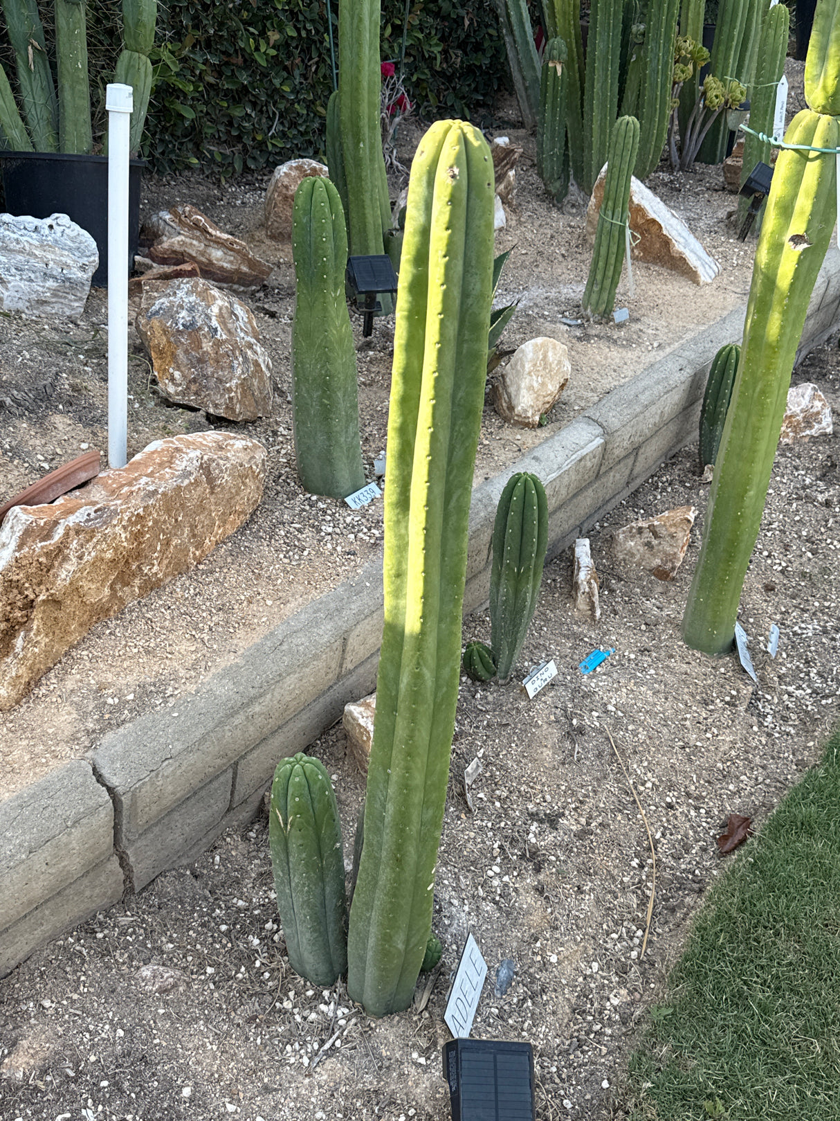Adele (Cuttings)