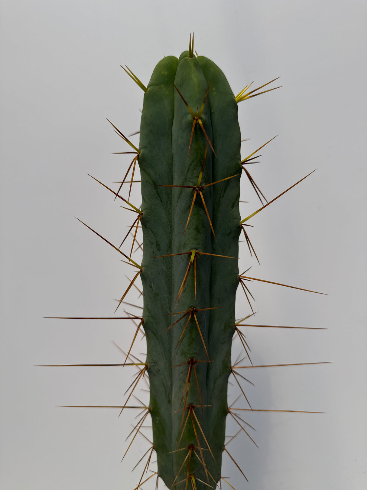Wowie (Cuttings)