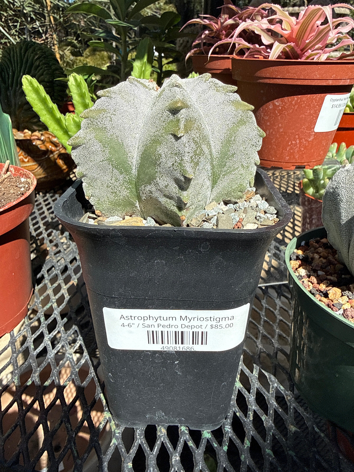 Astrophytum Myriostigma