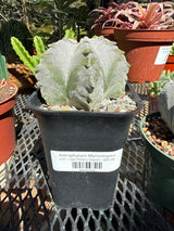 Astrophytum Myriostigma