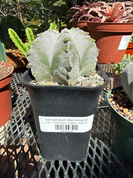 Astrophytum Myriostigma
