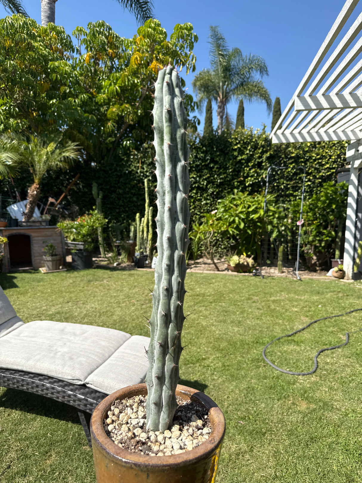 Stenocereus Beneckei (Rooted Plants)