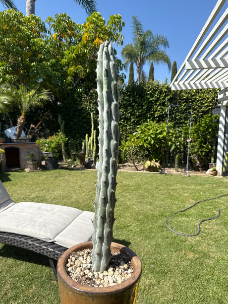 Stenocereus Beneckei (Rooted Plants) - Plantstock