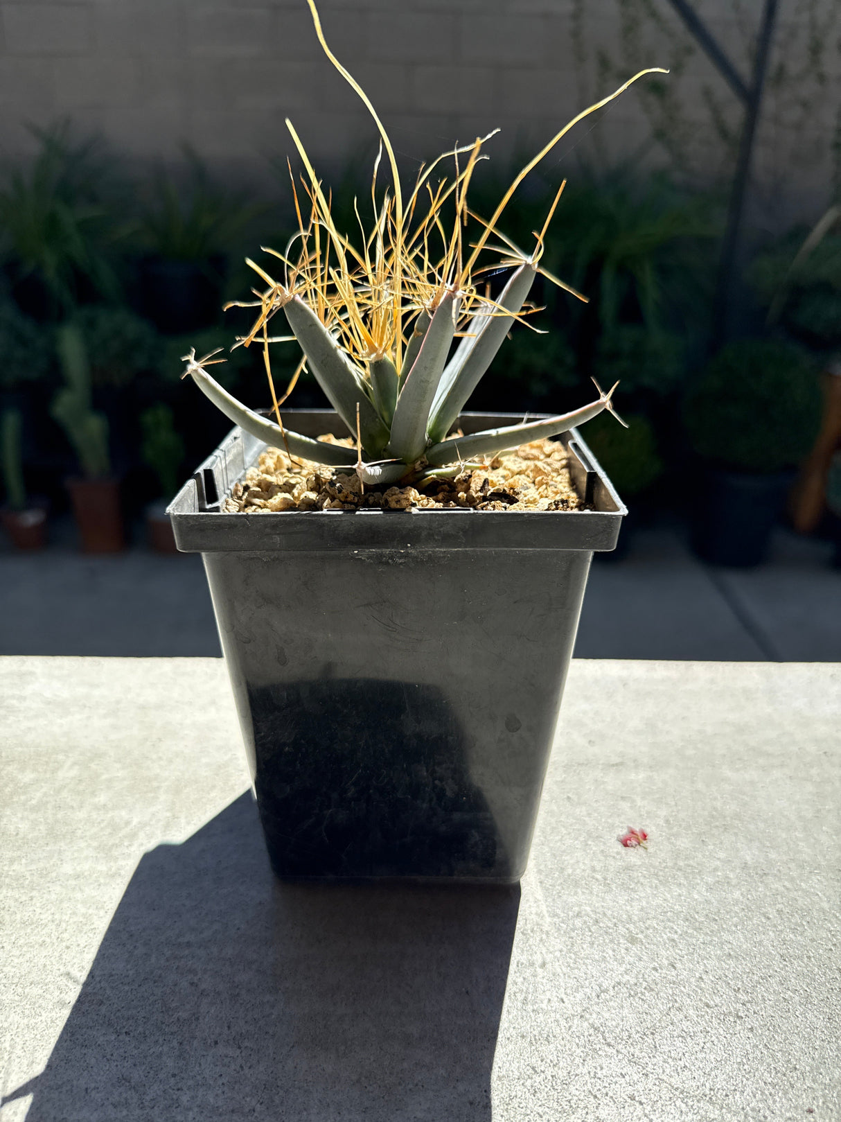 Leuchtenbergia principis