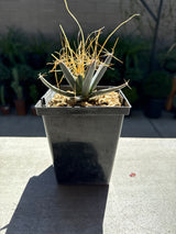 Leuchtenbergia principis