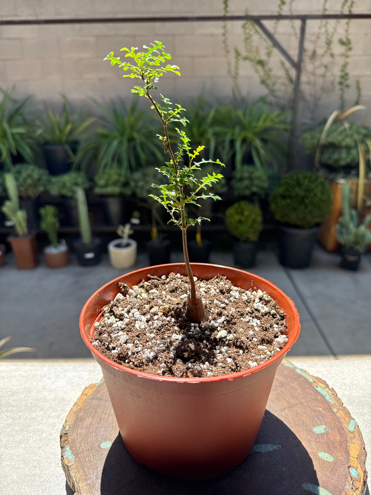Operculicarya Decaryi