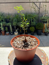 Operculicarya Decaryi