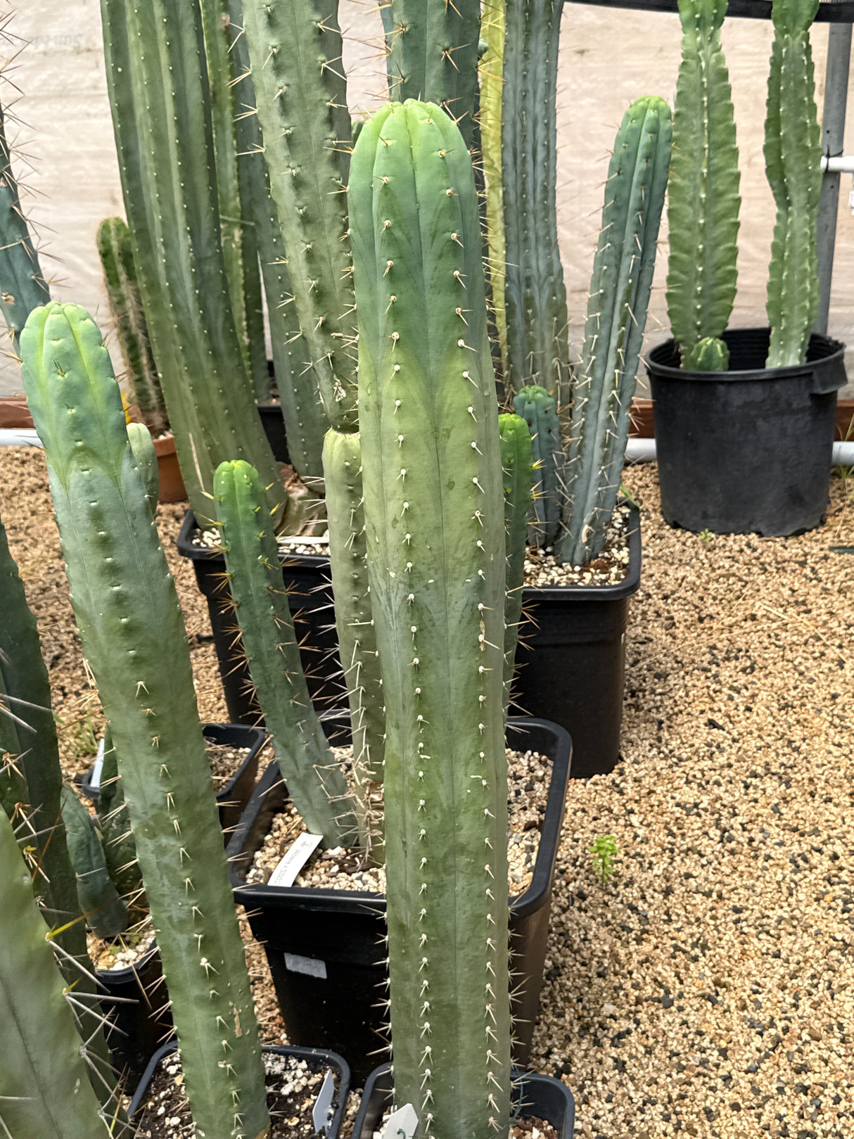 Hutchison 1597 (Rooted Plants)