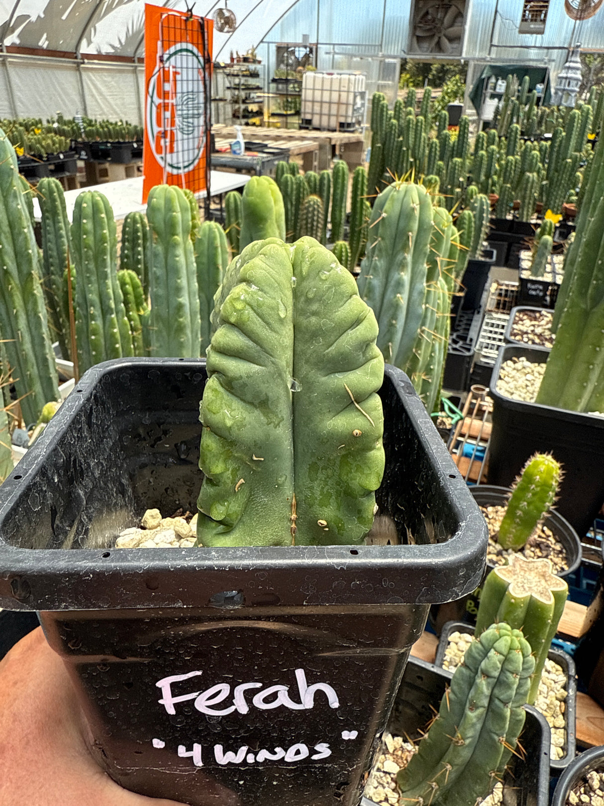 Ferah (Rotted Plants)