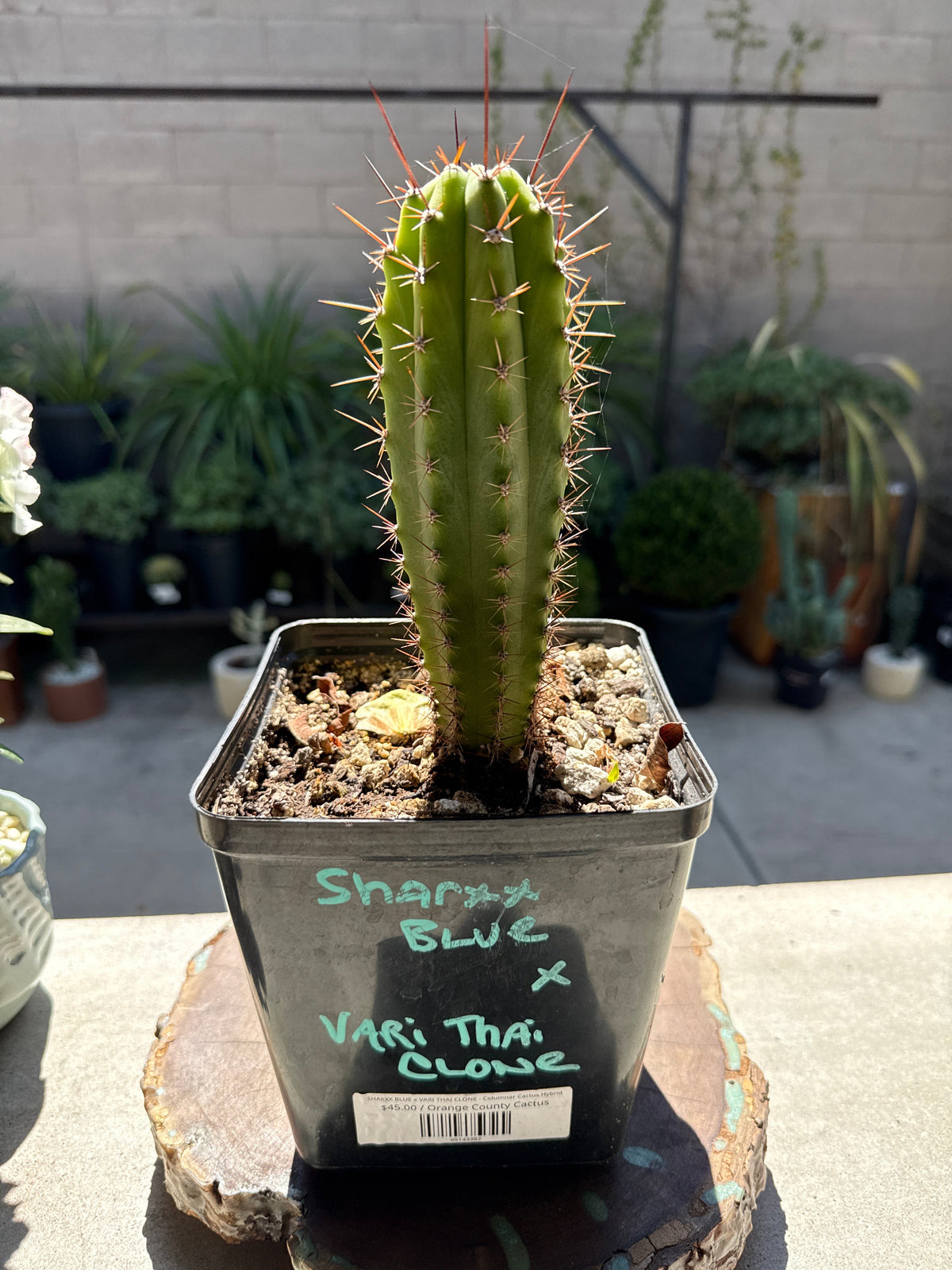 SHARXX BLUE x VARI THAI CLONE - Columnar Cactus Hybrid