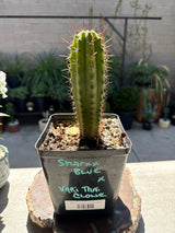 SHARXX BLUE x VARI THAI CLONE - Columnar Cactus Hybrid
