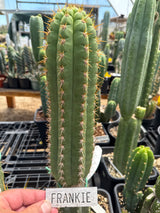 Frankie (Cuttings)