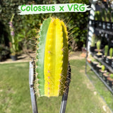 COLOSSUS x VRG Variegated - Columnar Cactus Hybrid