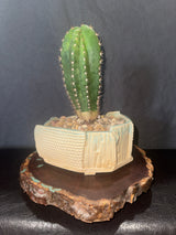 DR. G SCOP x CHALAENSIS - Columnar Cactus Hybrid