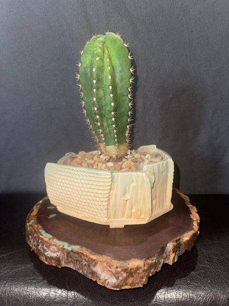 DR. G SCOP x CHALAENSIS - Columnar Cactus Hybrid
