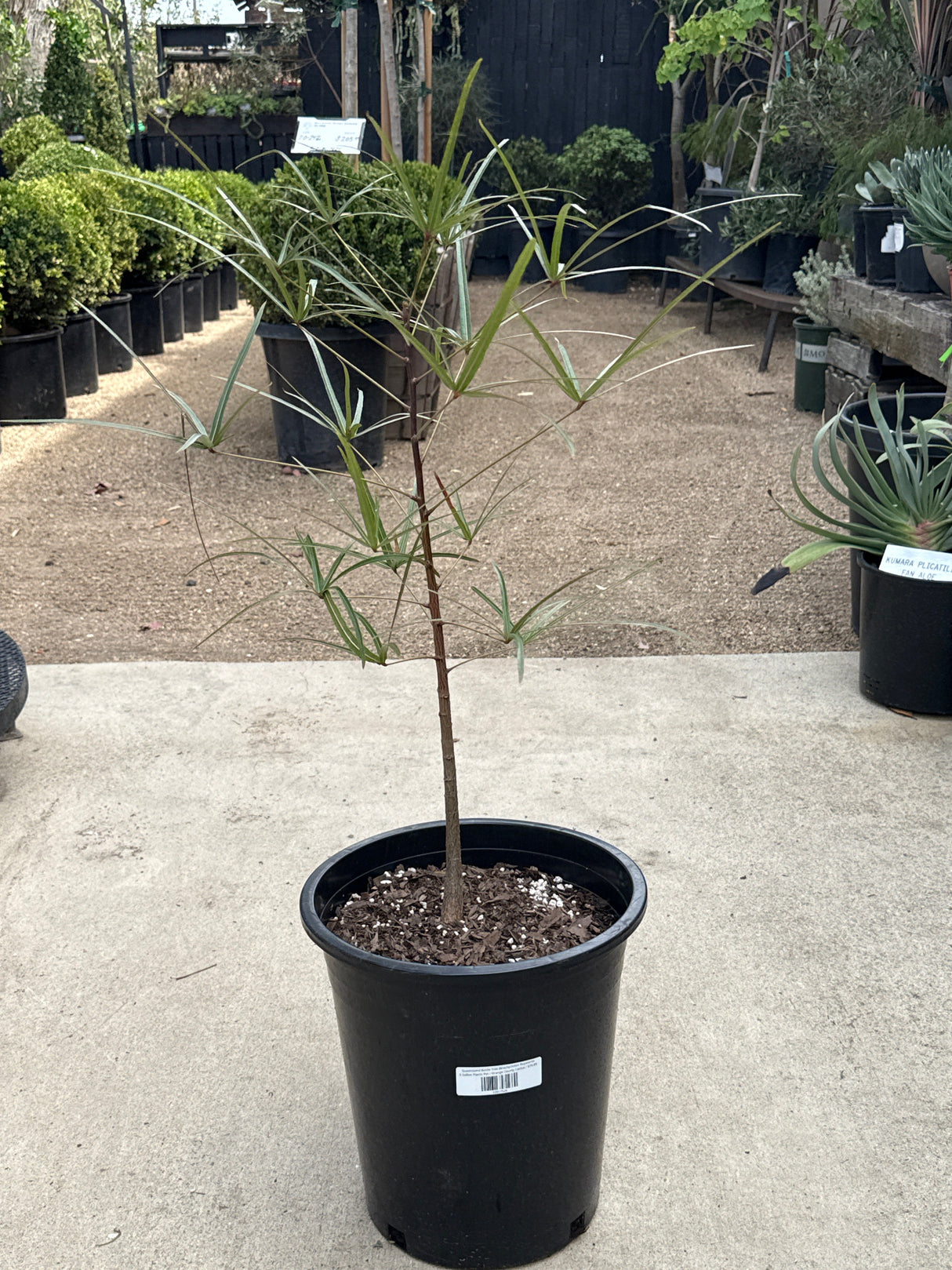 Queensland Bottle Tree – Brachychiton rupestris