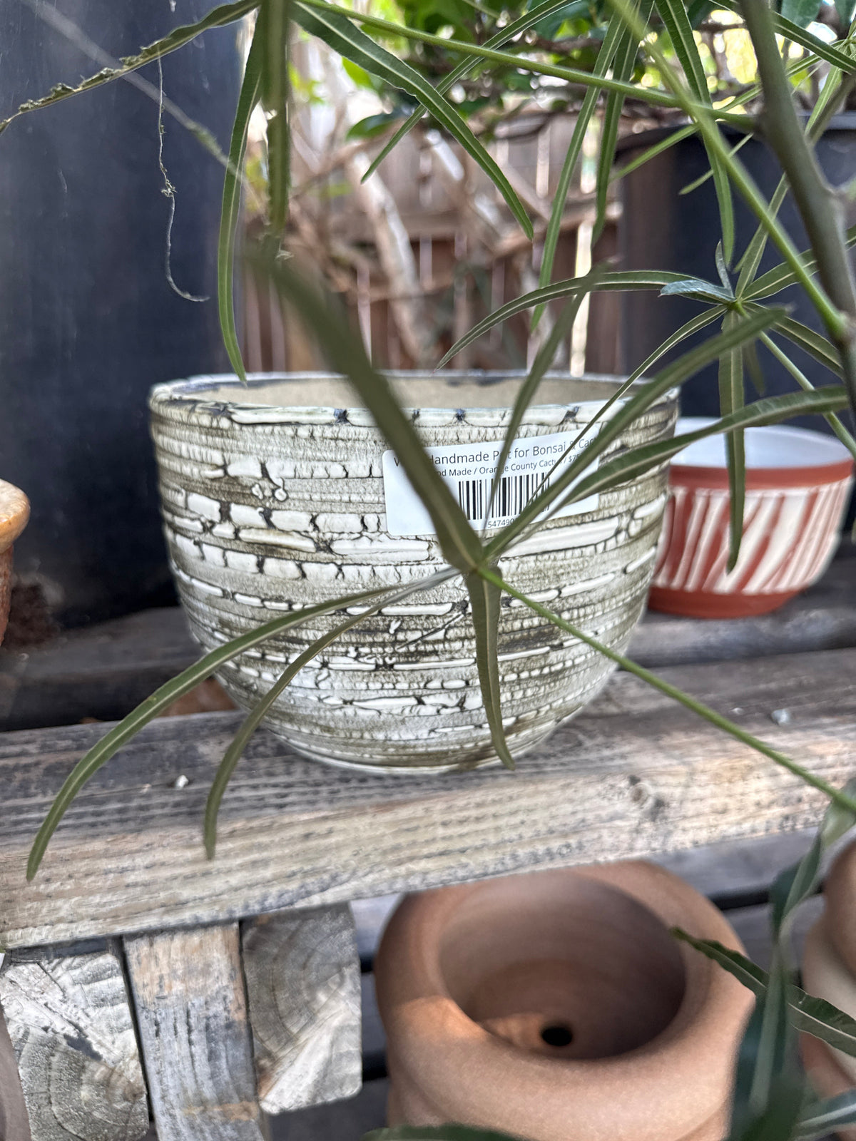 WCP Handmade Pot for Bonsai & Cacti