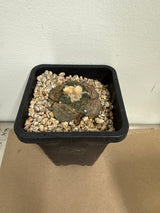 Ariocarpus fissuratus – Living Rock Cactus