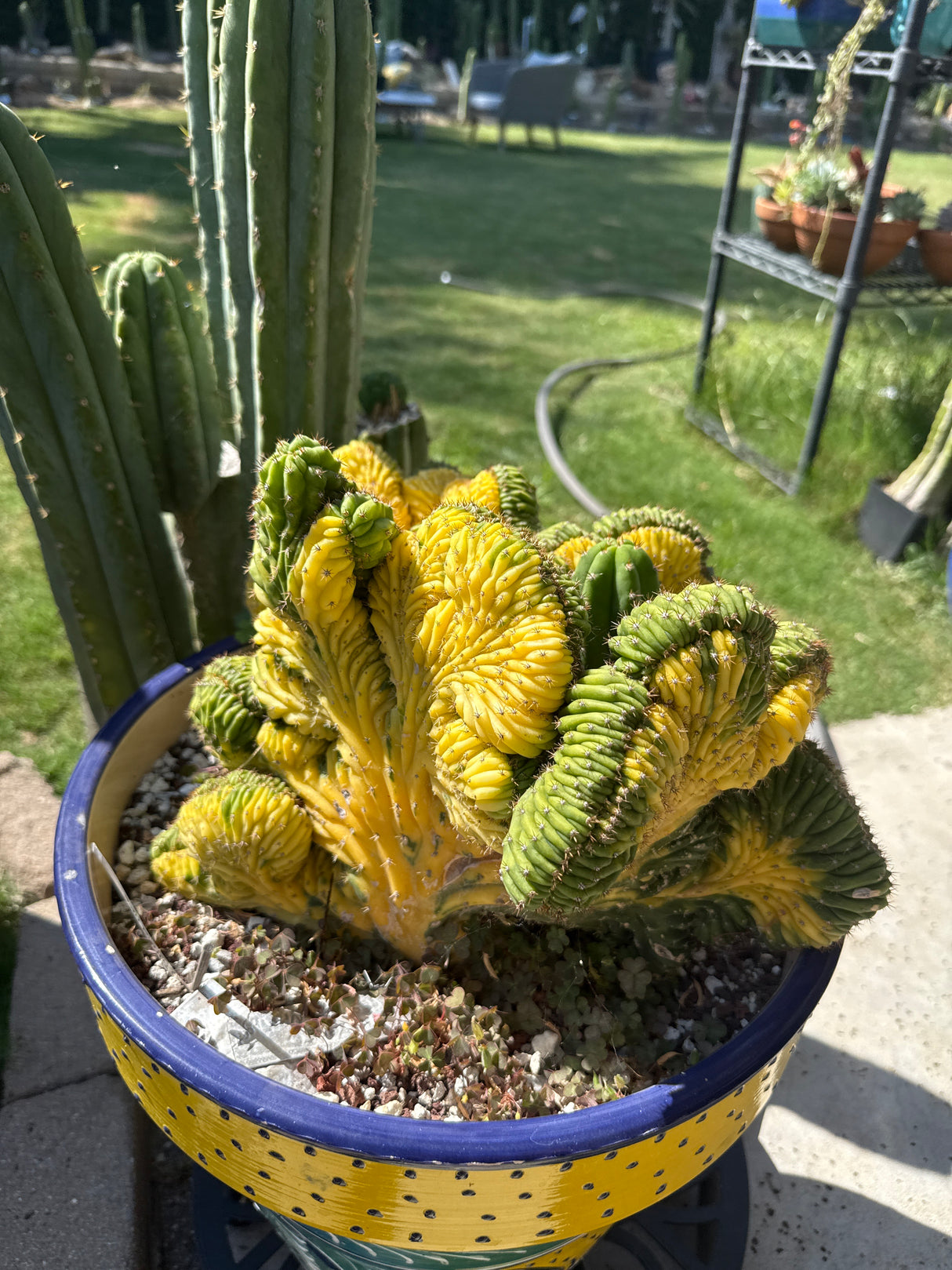 China Gold (Grafts)