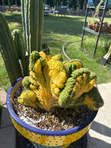 China Gold (Grafts)