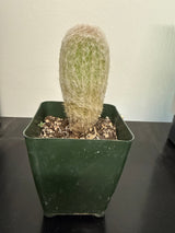 Espostoa melanostele f. inermis – Peruvian Old Lady Cactus