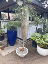 Queensland Bottle Tree – Brachychiton rupestris