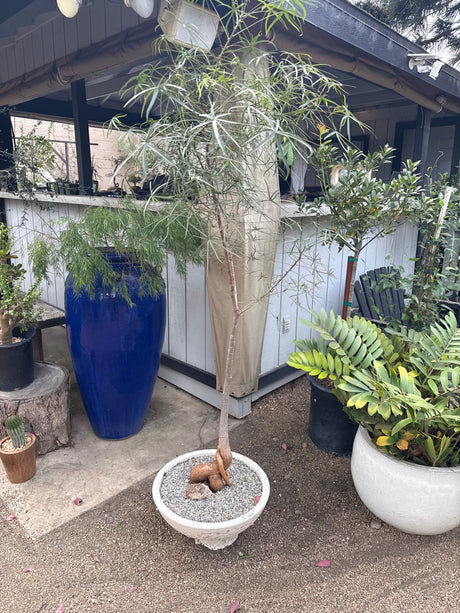Queensland Bottle Tree – Brachychiton rupestris