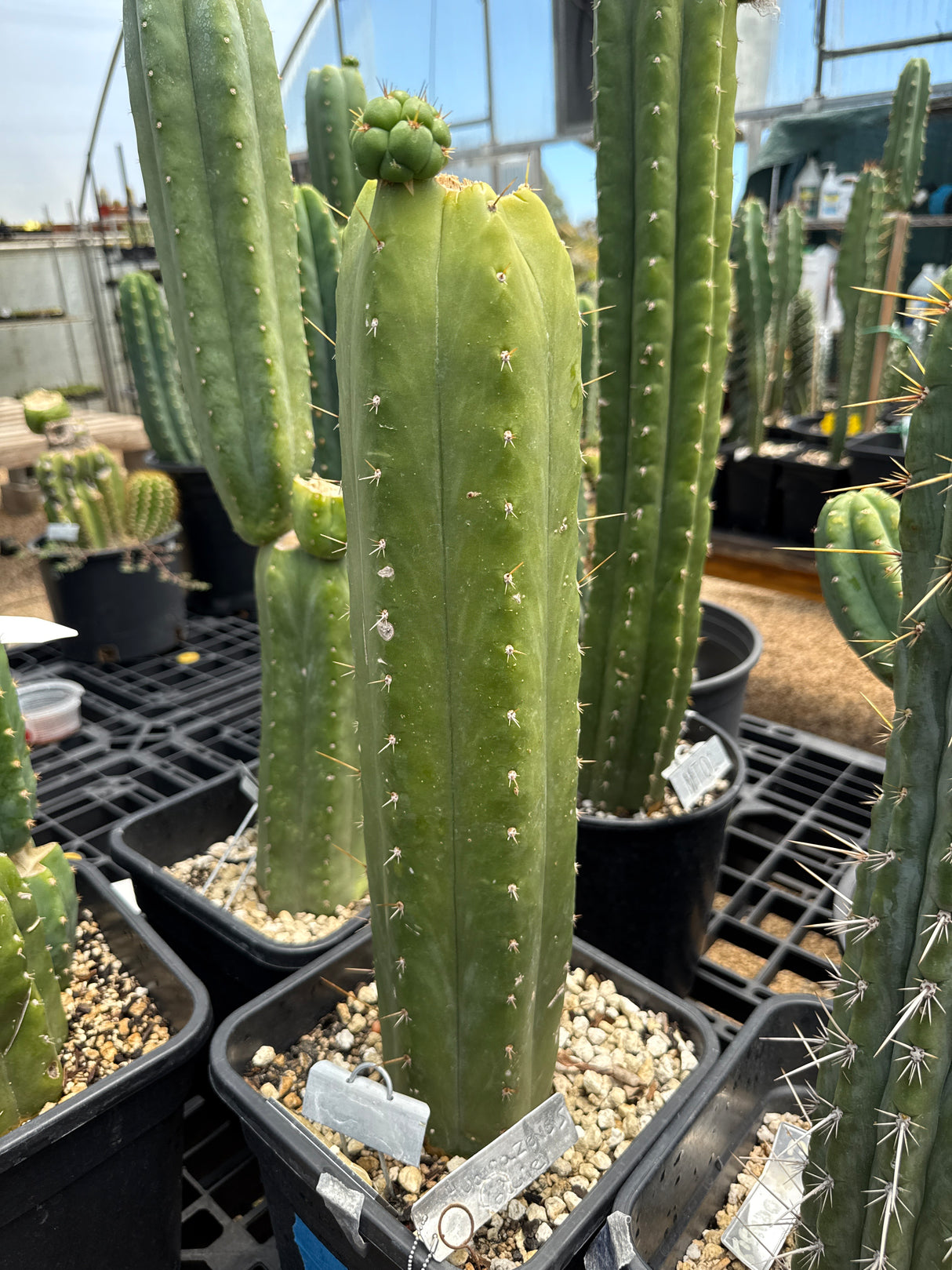 Huarazensis x Yowie (Cuttings)