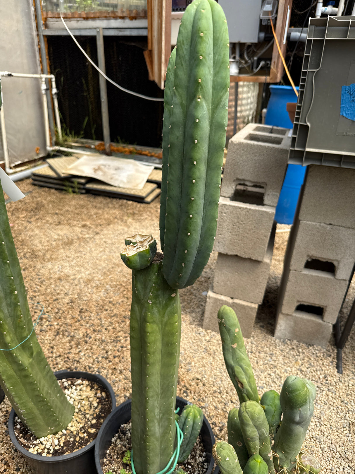 Davy (Grafts)