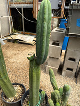 Davy (Grafts)