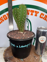 TPM x Landfill -