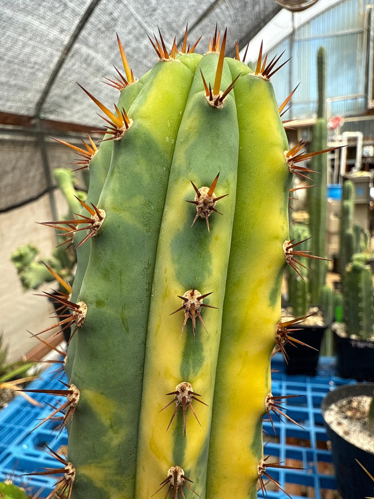 JS 47 V (Cuttings)