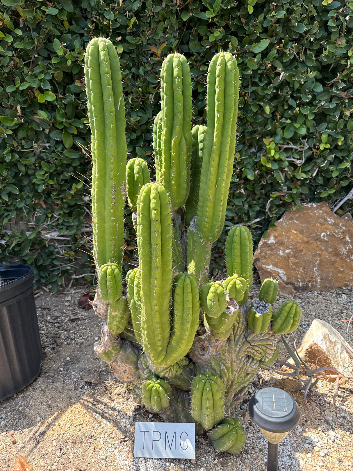TPMC (Rooted Plants)