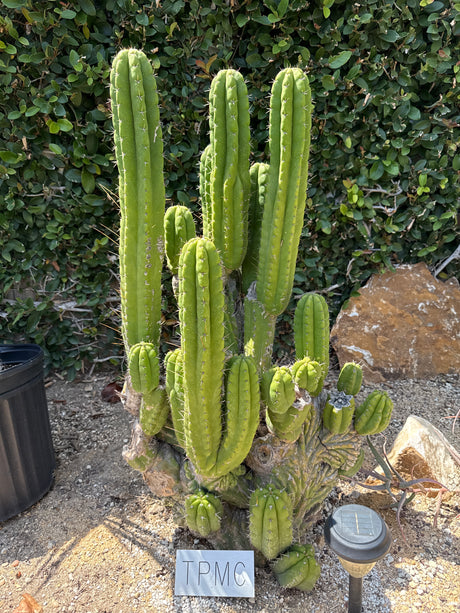 TPMC (Rooted Plants)