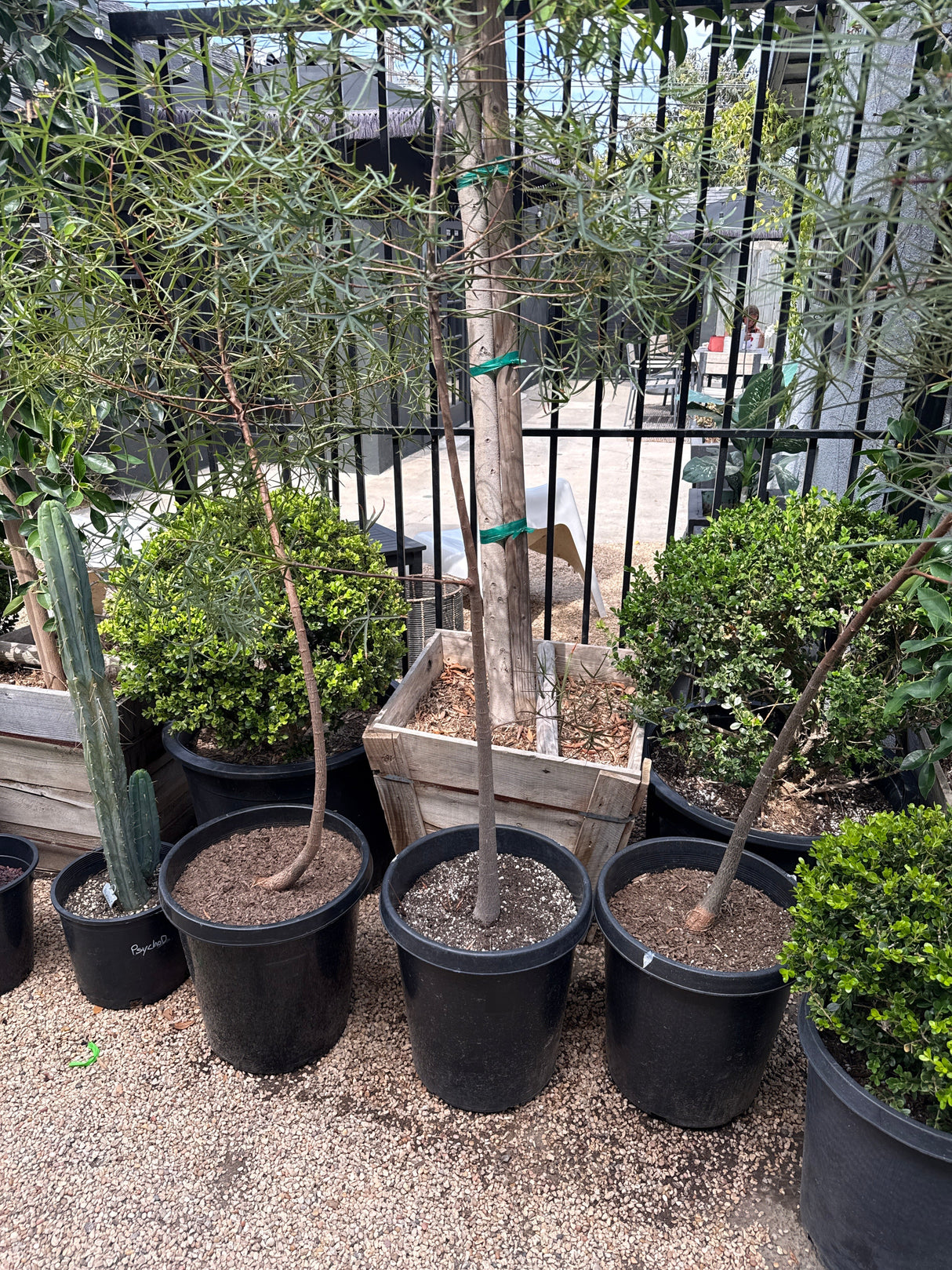 Queensland Bottle Tree – Brachychiton rupestris