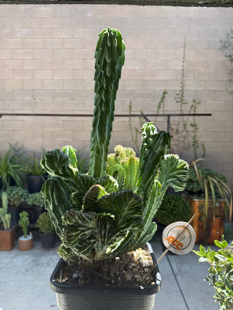 Myrtillocactus Geometrizans 'Elite' – Crested Blue Myrtle Cactus