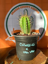 Colossus x VRG