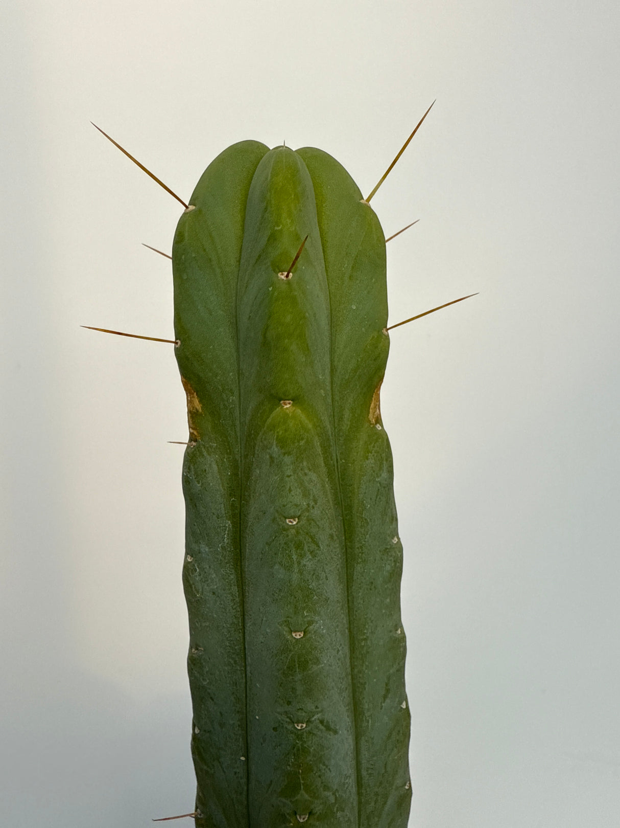 Bald Bridgesii (Huntington Library) - (Cuttings)