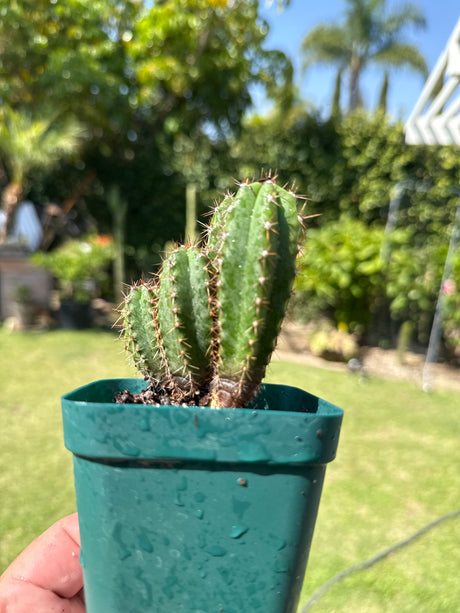 Pacific Cactus 'Hutchison 1597' x 'Yowie' - (Yearlings)