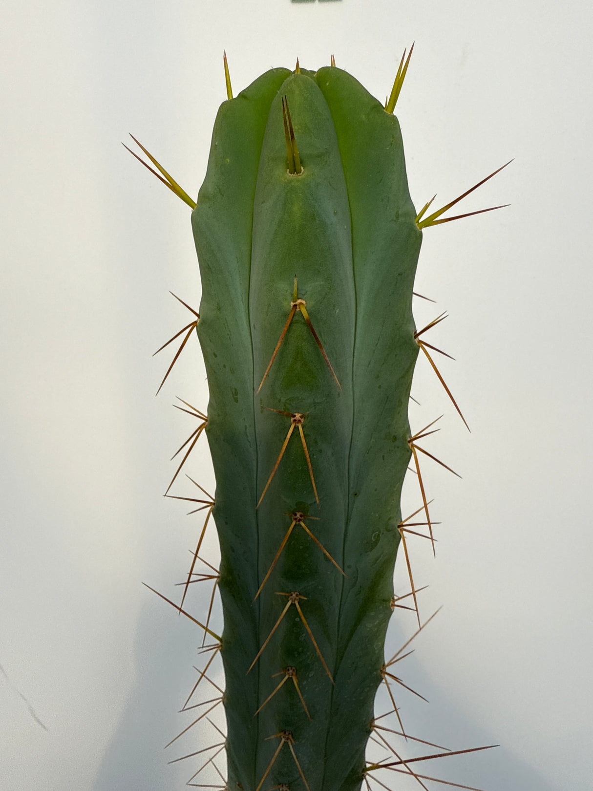 Arid Art (Cuttings)