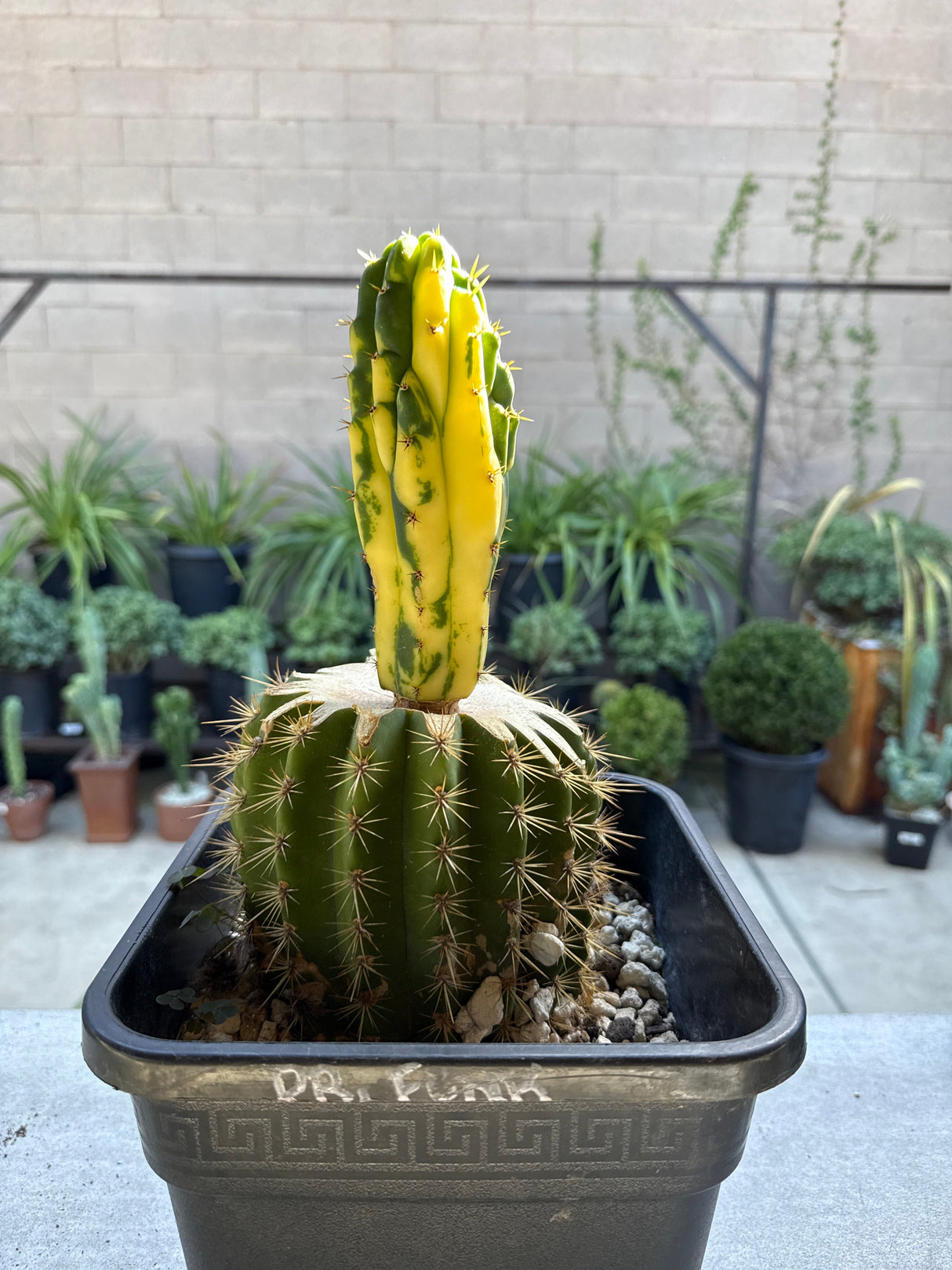 Dr. Funkenstein - Monstrose Variegated Echinopsis