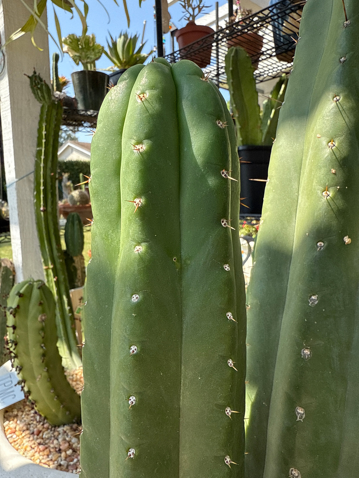Eck (Grafts)