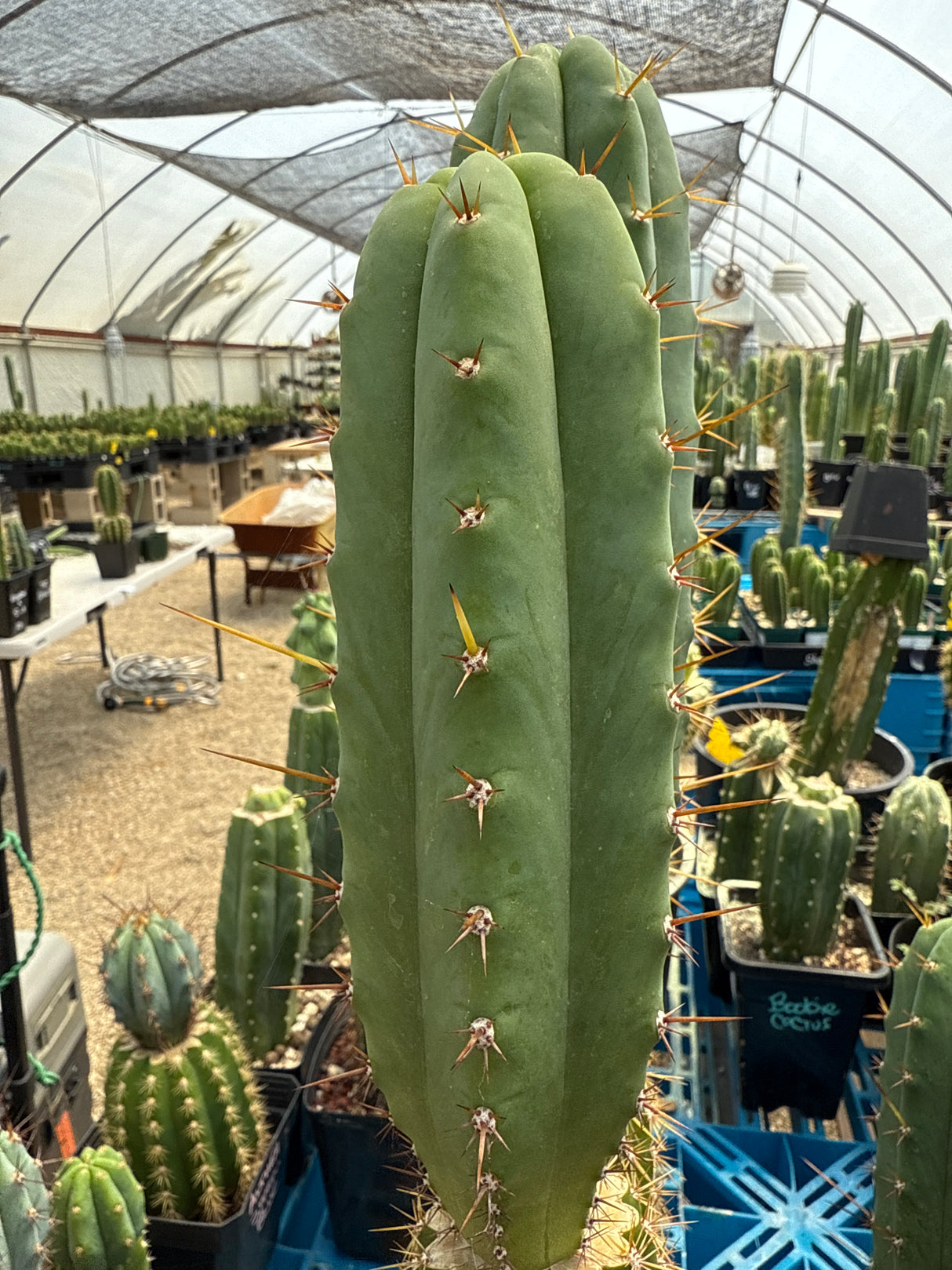 Ogun x SS02 'Pheno A' (Cuttings)